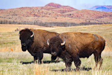 Bison at Wichita Mountains NWR Oklahoma © Perry