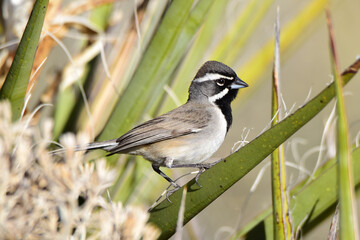 White-crowned Sparrow at Joshua Tree National Park.