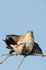 Indian Silverbills making love, Adhari, Bahrain