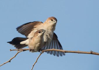 Indian Silverbill mating