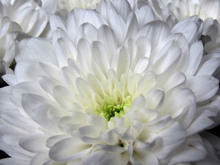 Obraz premium close up photo of white chrysanthemum flower. macro photo of a white flower