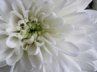 close up photo of white chrysanthemum flower. macro photo of a white flower