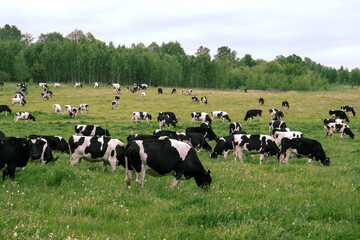Fototapeta na wymiar Herd of cows grazing and resting in the middle of the field