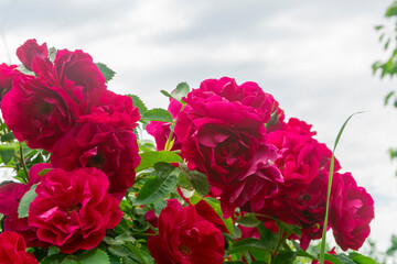 Bush of flowers of red roses in the summer against the sky. Beautiful rose flowers in the park.