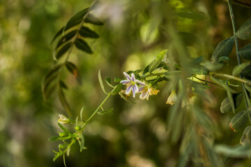 wild flowers in the forest