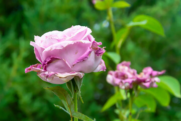 Fading purple rose in the summer in the park. Rose flower and green leaves. Close-up, blurred background.