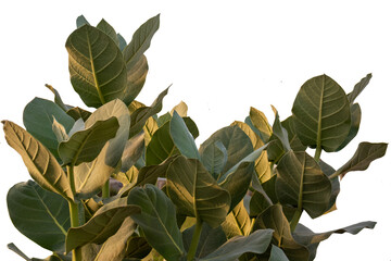 the green branches of shrub on white background