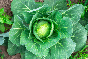 Cabbage grows in the garden in the summer. Fresh cabbage in the open ground, a Head and leaves,...