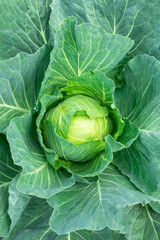 Fototapeta premium Fresh cabbage from the farm field. Large Head of cabbage close-up, top view. Green cabbage with leaves in the summer in the vegetable garden. Organic vegetables in summer, eco products.