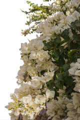 Fresh lot of pink Allamanda Flowers with blooming at the outdoor garden on a white background