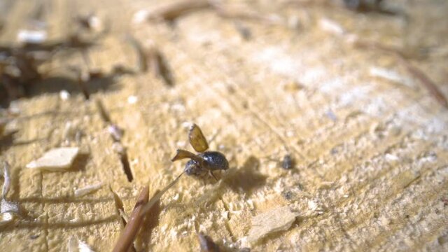 A small tiny Ips typographus or spruce bark beetle on the tree trunk