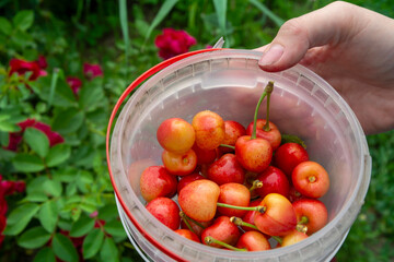 Berries of yellow and red cherries in a container. Harvesting cherries in the summer. A plate of ripe tasty cherries in female hands. Selective focus, close-up. The concept of eco products, healthy nu