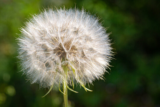 macro photo of a well preserved dandelion with seeds. The background is blurred and free