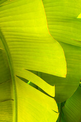 Florida-Backlit Banana Leaf