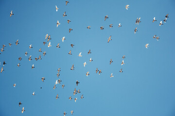 Birds flying as background a blue beautiful summer sky