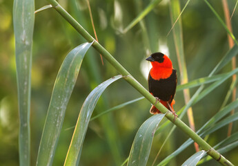 Southern Red Bishop perched on green