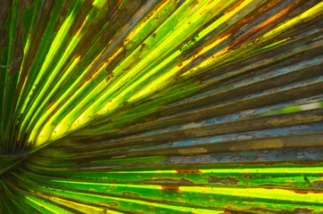 Obraz premium Florida-Backlit Palm Tree Leaf