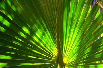 Florida-Backlit Palm Tree Leaf