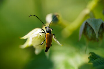 Red-brown Longhorn Beetle on a flower