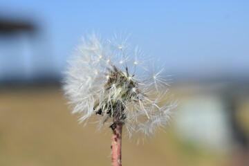 Flower and bugs