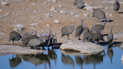 Group Helmeted guineafowl drinking water