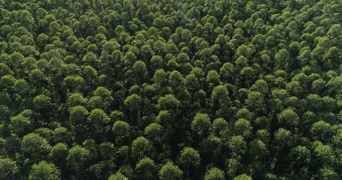 Eucalyptus plantation in Brazil. Cellulose paper agriculture. Birdseye drone view. Top view. Eucalyptus Green Forest Aerial View. 4K.