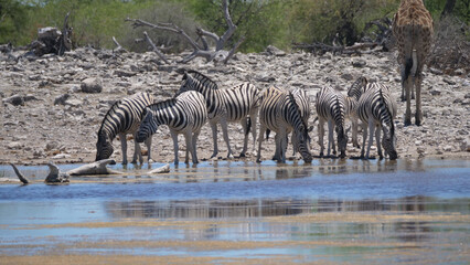 Fototapeta na wymiar Herd of zebra around a pond