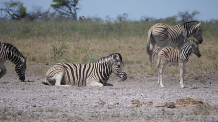 Obraz na płótnie Canvas Mother and baby zebra