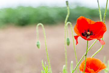 Common poppy with its vivid red petals with a blurred background at the edge of a crop field with a blurred background, South Limburg, the Netherlands Holland