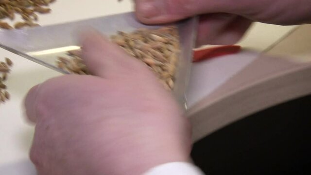Close up view of femail hands sorting wheat.