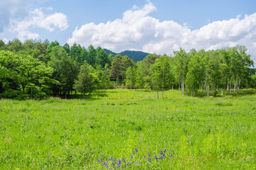 開田高原　初夏