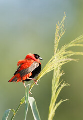 Southern Red Bishop perched on green