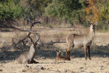 Waterbuck parents stand watch over their young keeping him safe in Mana Pools Zimbabwe with bokeh