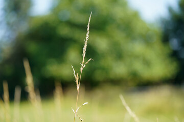 grass in the wind with green background