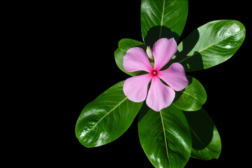 pink vinca flower isolated on black background