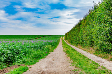 Fototapeta na wymiar Dirt road beside a green field with a potato crop with its small purple flowers, cloudy day with a blue sky with white clouds on the horizon in South Limburg, the Netherlands Holland