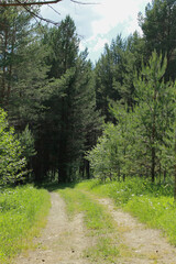 landscape with trees