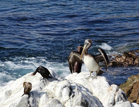 Pelican and cormorants near Ilo (Peru)