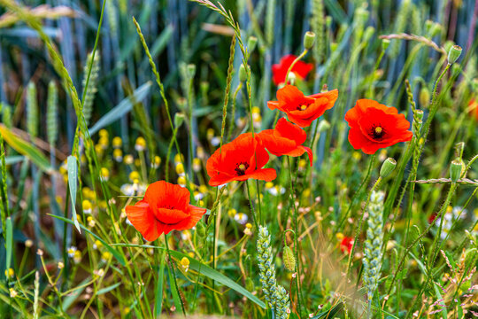 Common poppy in a meadow among bellis sylvestris in blurred background, South Limburg, the Netherlands Holland