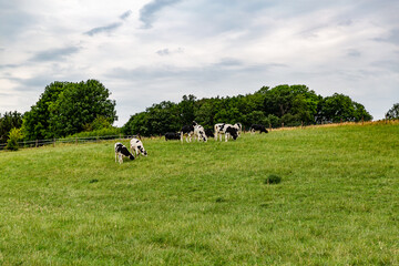 Field on a Dutch farm with cows grazing peacefully with trees with green foliage in the background, overcast day with a gray sky with heavy clouds in South Limburg, the Netherlands Holland