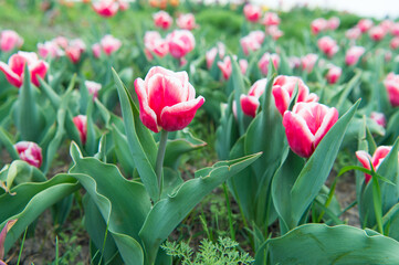 Piece of nature. Floral banner for floristry shop. pink field of tulips, Netherlands. bulb field in springtime. harmony in meditation. Beautiful pink tulip fields. Holland during spring