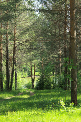 Obraz premium krajobraz z drzewami