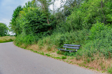 Asphalt rural road with a wooden bench on the shore among lush vegetation and trees with green foliage, cloudy and calm spring day in South Limburg, the Netherlands Holland