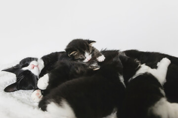 tuxedo mother cat breast feeding small kittens 