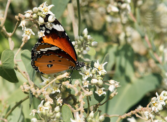 A beautiful Monarch butterfly on flower