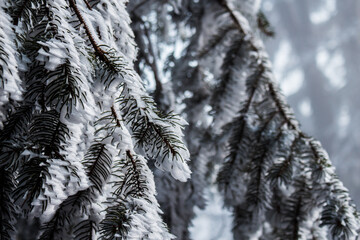 Tree covered by snow.