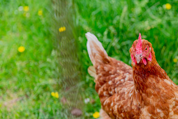 Close up of a red Shaver chicken with a reddish-brown in color on an organic farm with green grass on a blurred background