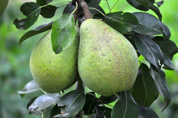 Pears ripen on the tree branch.