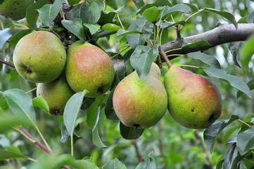 Pears ripen on the tree branch.