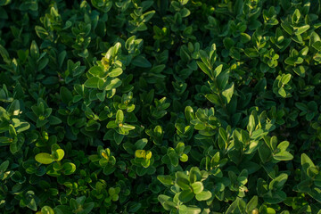 texture of the green bush of the park, closeup of bush leaves, top view. Natural green leafy bush texture. Mine space, blank, pattern, natural background, wallpaper
